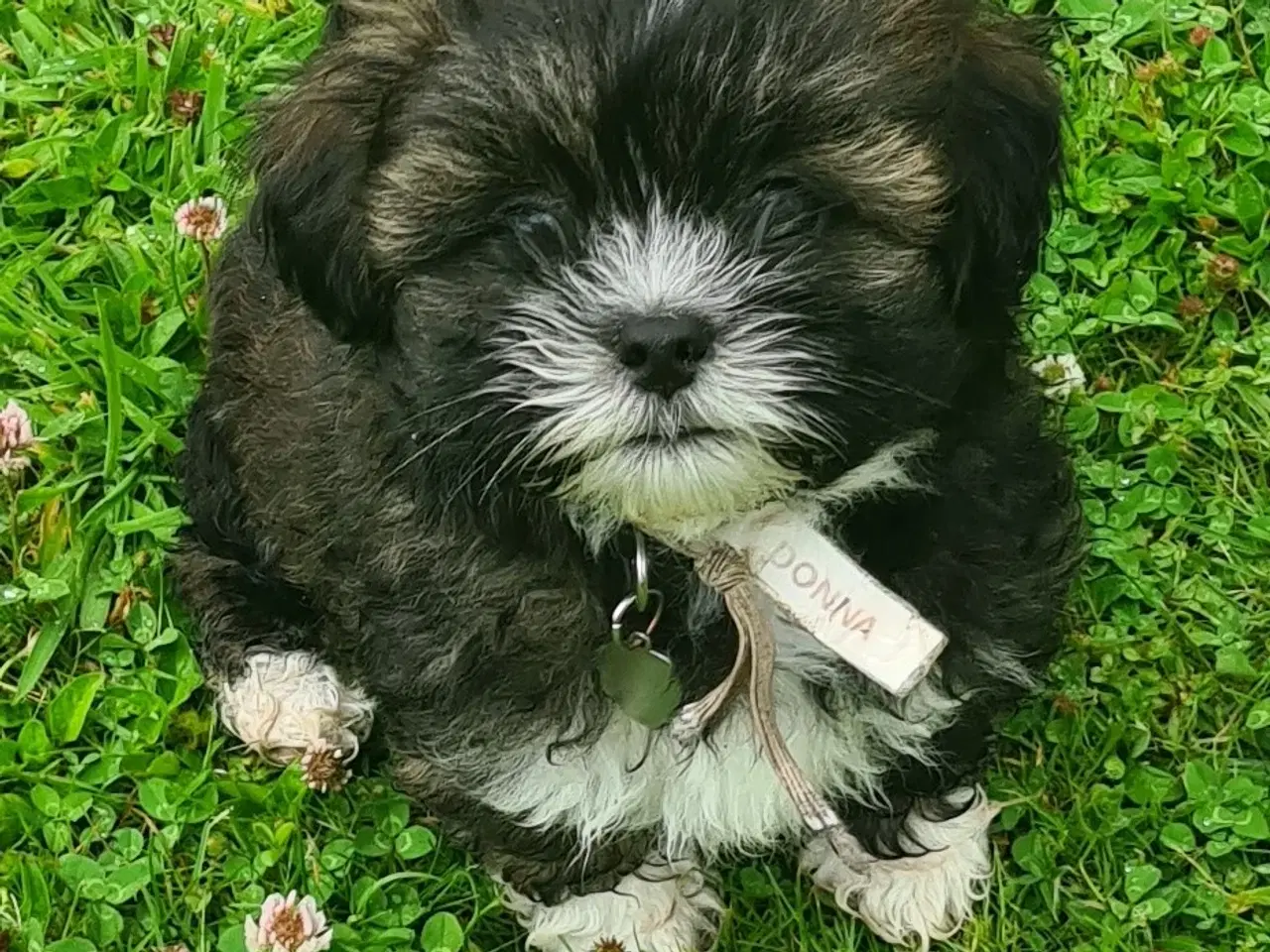 Billede 7 - Lhasa Apso hvalp med stambog