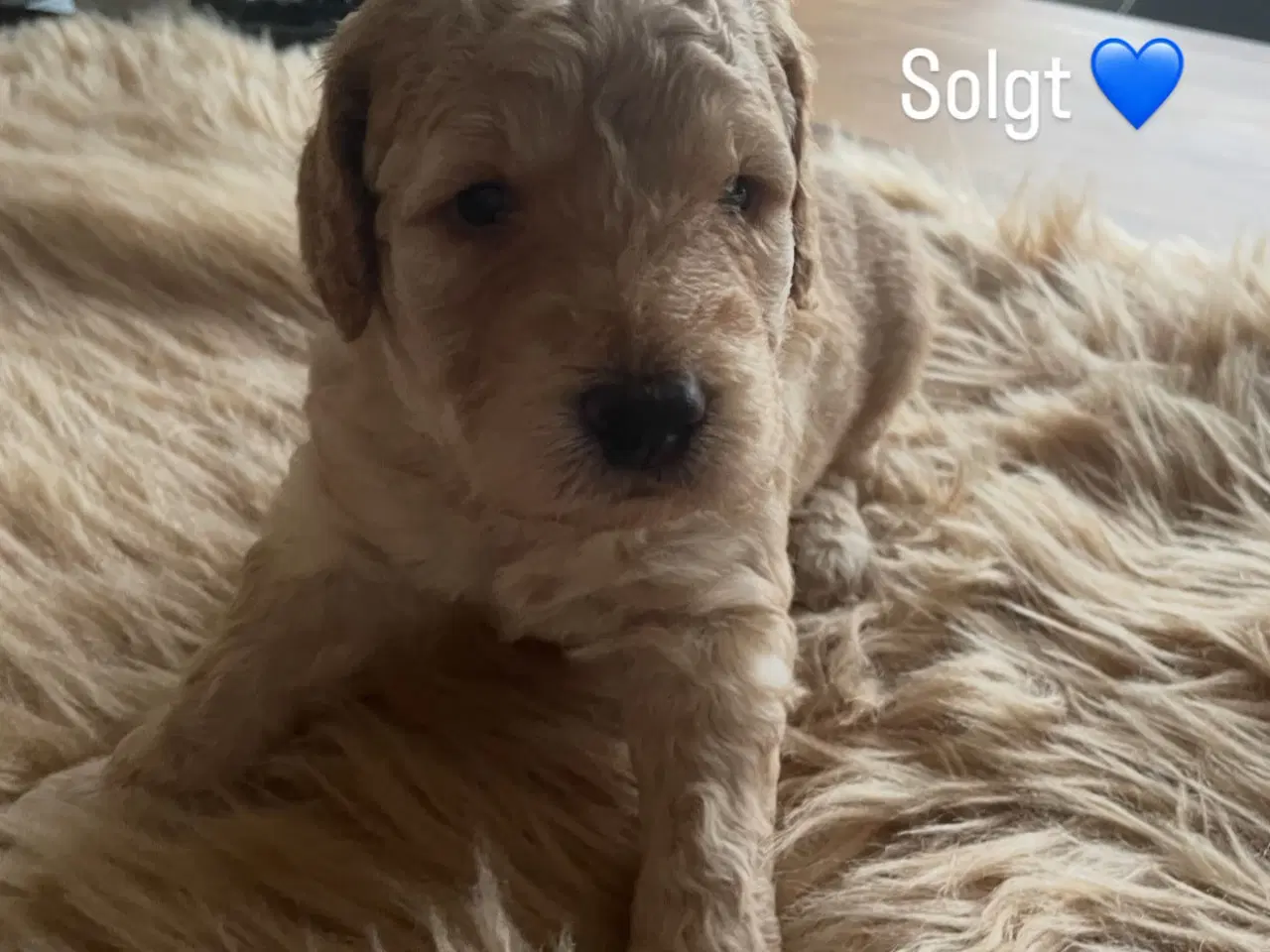 Billede 3 - Goldendoodle hvalpe 