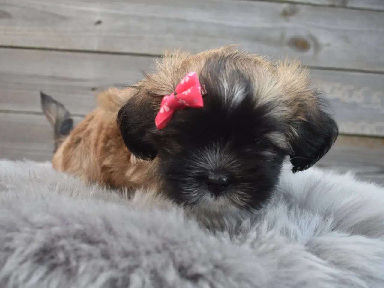 Billede 2 - Lhasa apso pige med stamtavle 