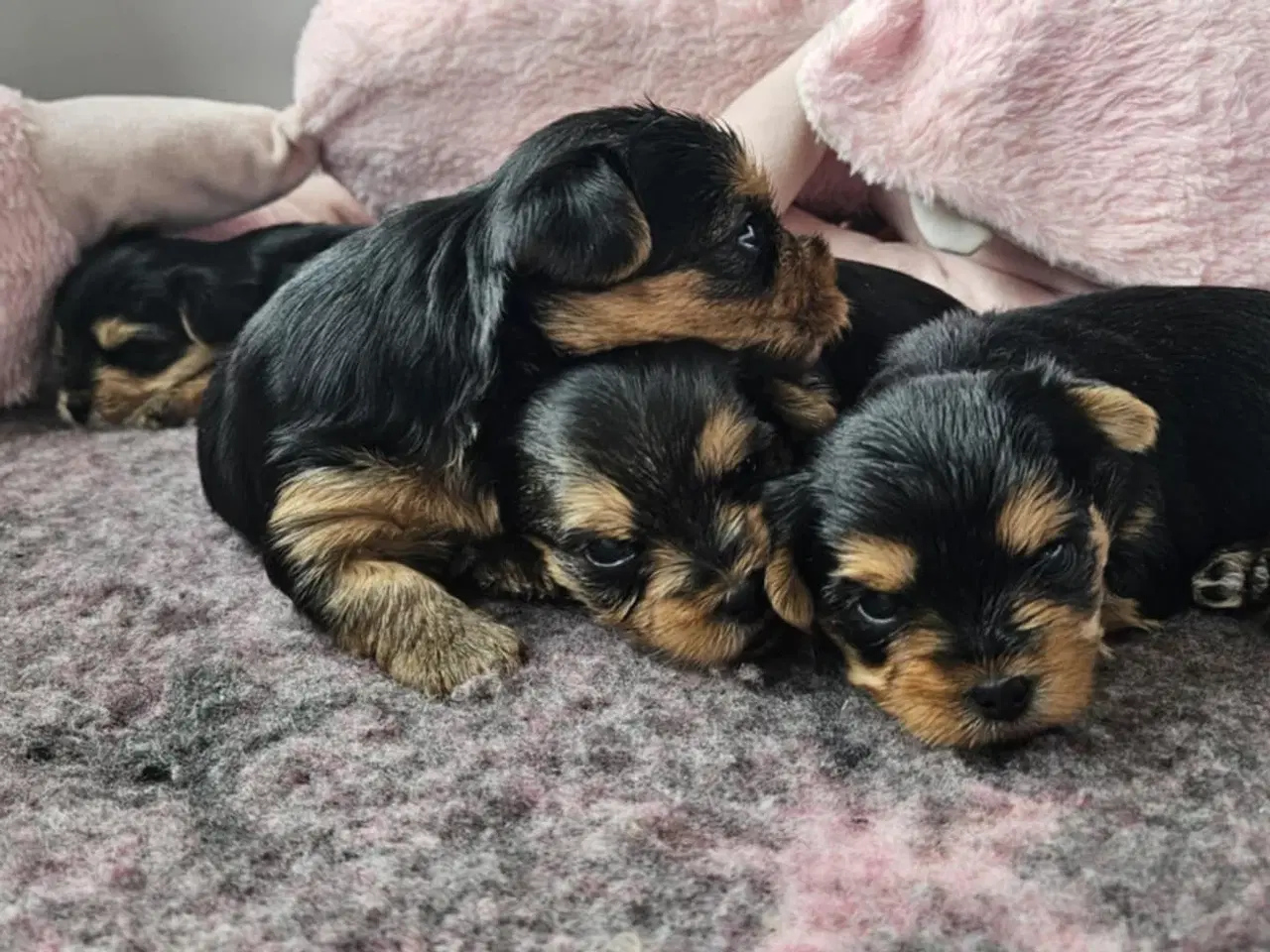 Billede 1 - 4 Yorkshire terrier hvalpe søgør kærlige hjem