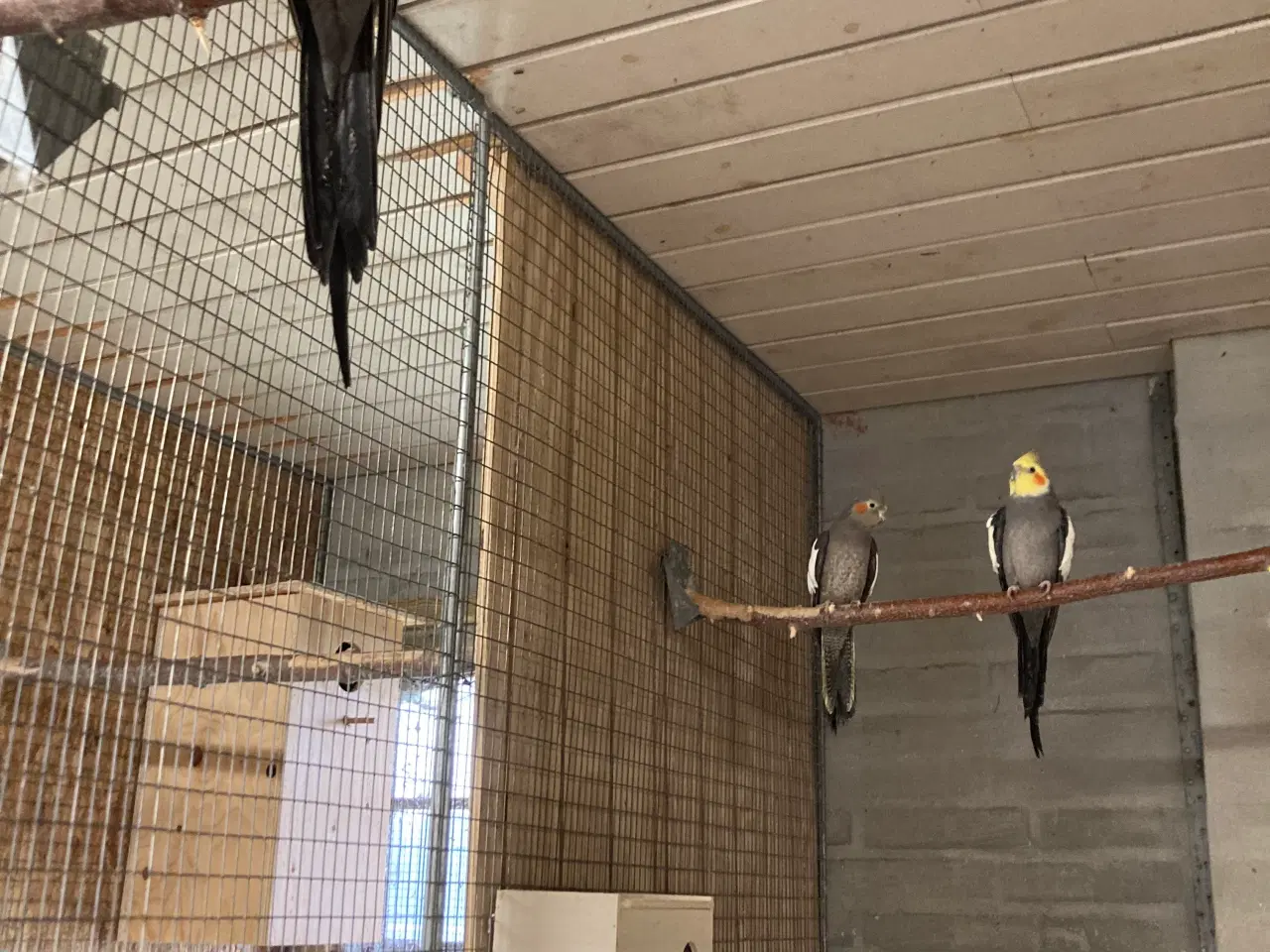 Billede 1 - Nymferparekitter grå