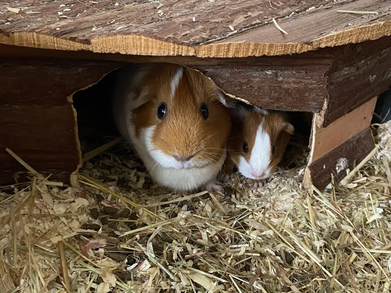 Billede 6 - Den sødeste marsvinunge (hun)