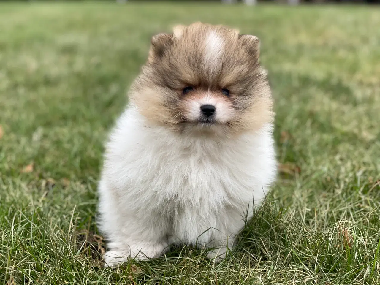 Billede 1 - DKK skønne Pomeranian drenge 