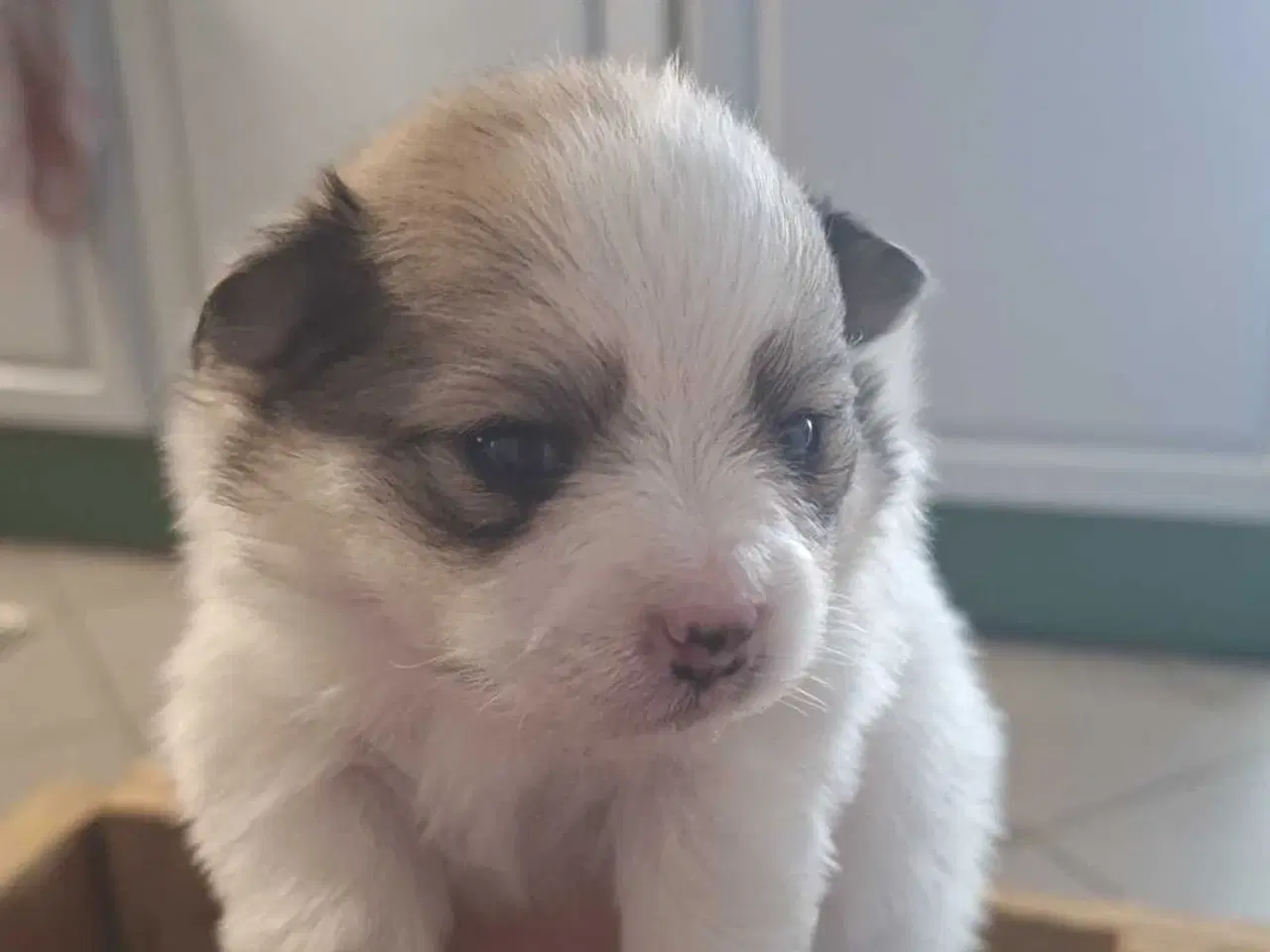 Billede 8 - Små pomeranian hvalpe 🐾