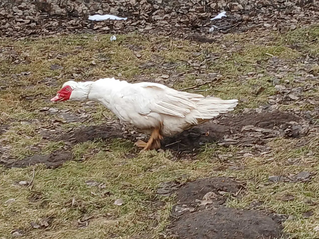 Billede 2 - Moskus andrik 