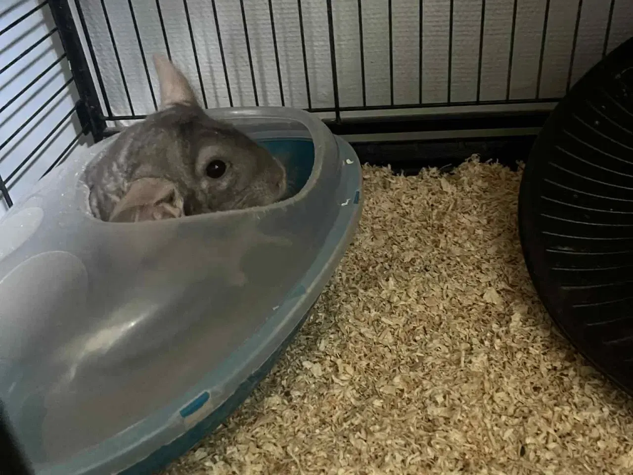 Billede 4 - Chinchilla med bur