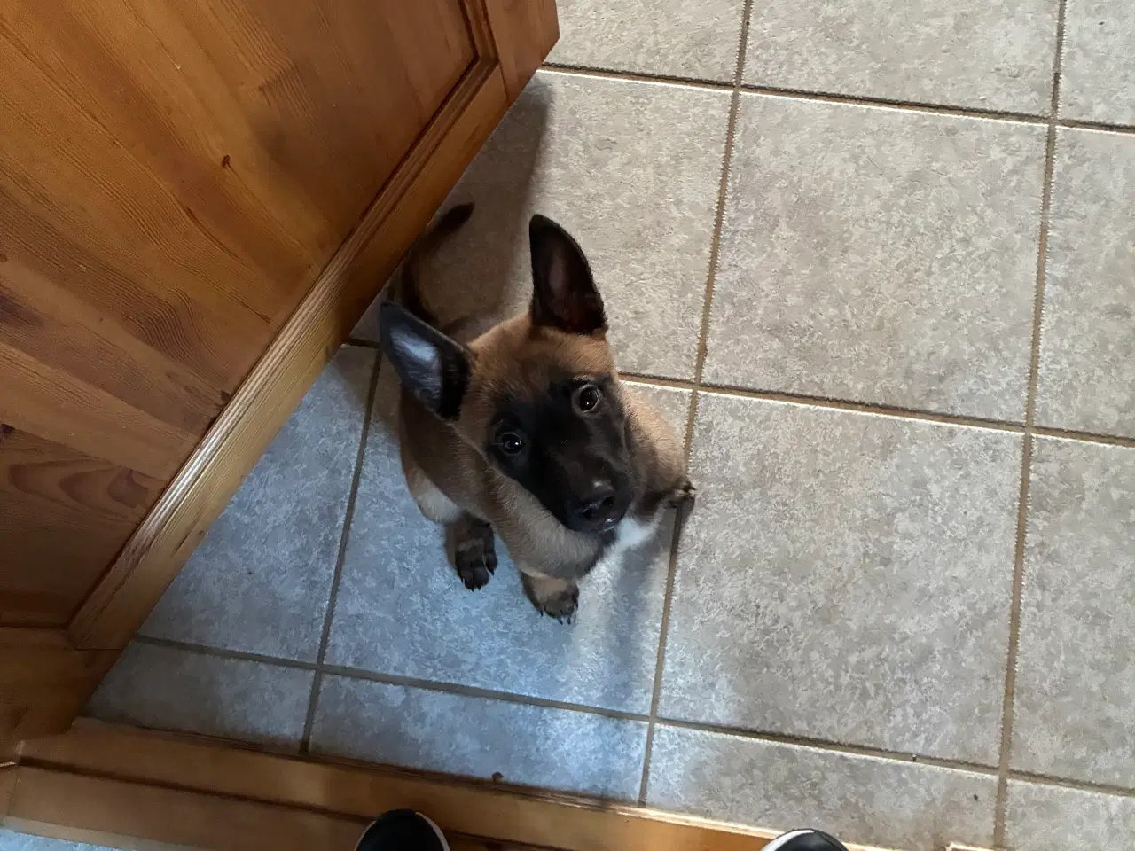 Billede 3 - Malinois hun hvalp