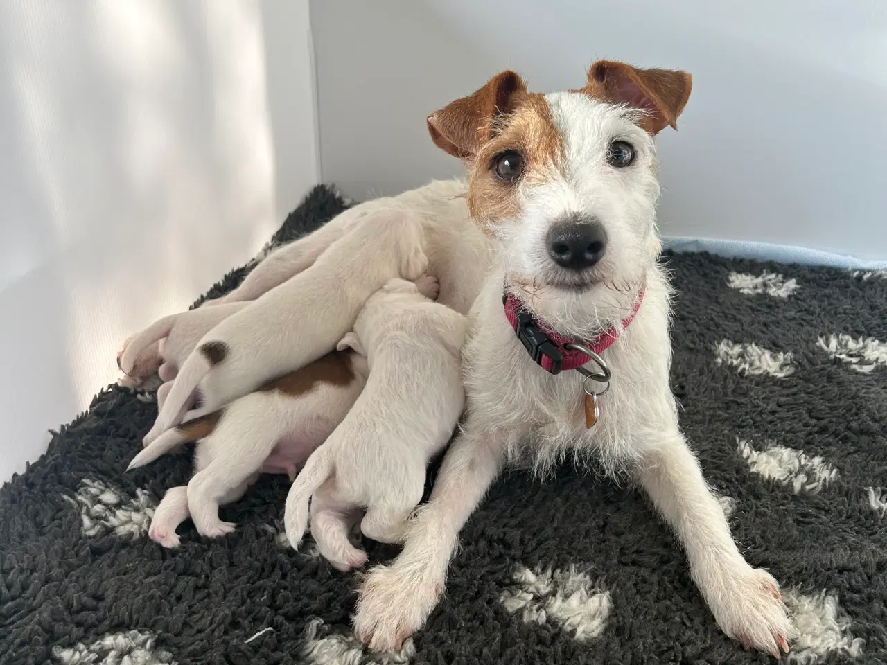Billede 4 - Skønne Jack Russell Terrier hvalpe søger nyt hjem