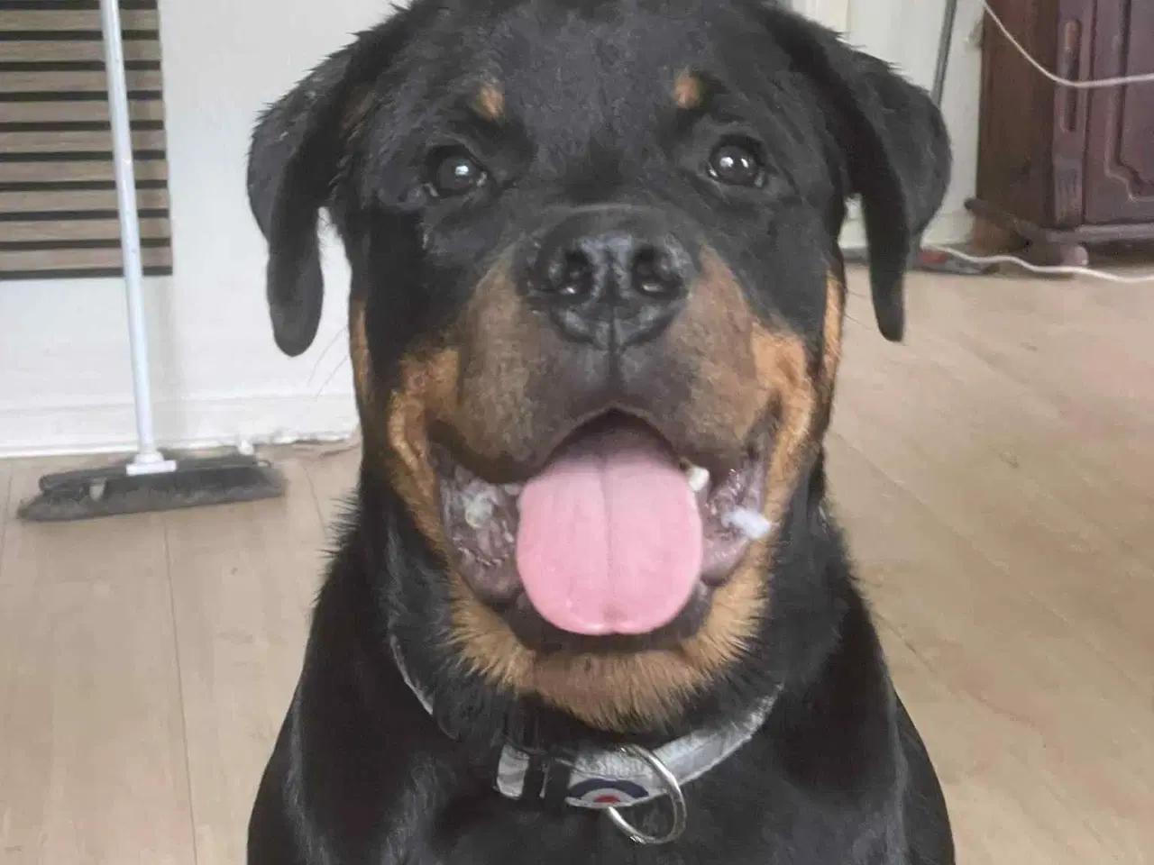 Billede 4 - Rottweiler 