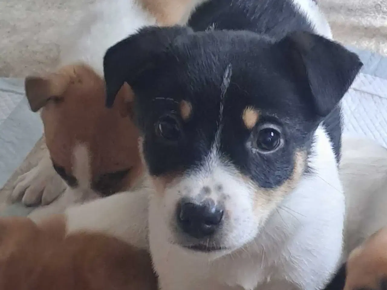 Billede 1 - Nydelig dansk svensk gårdhund/dansk spids blanding