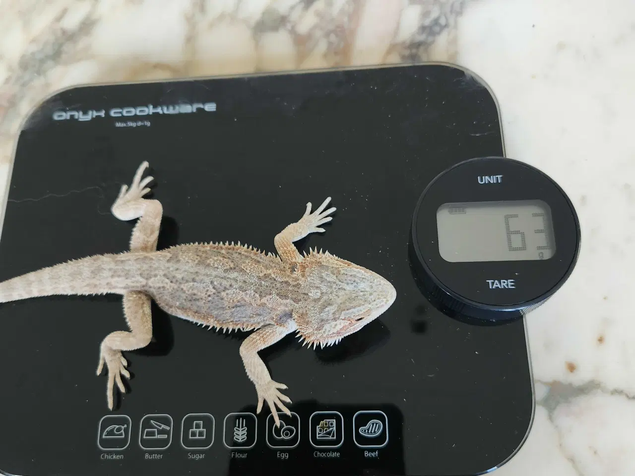 Billede 3 - Skægagame