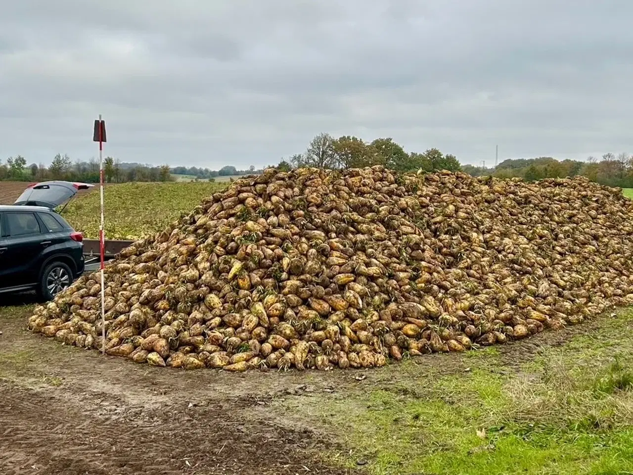 Billede 3 - Roer, foderroer. Ca 50 tons til salg