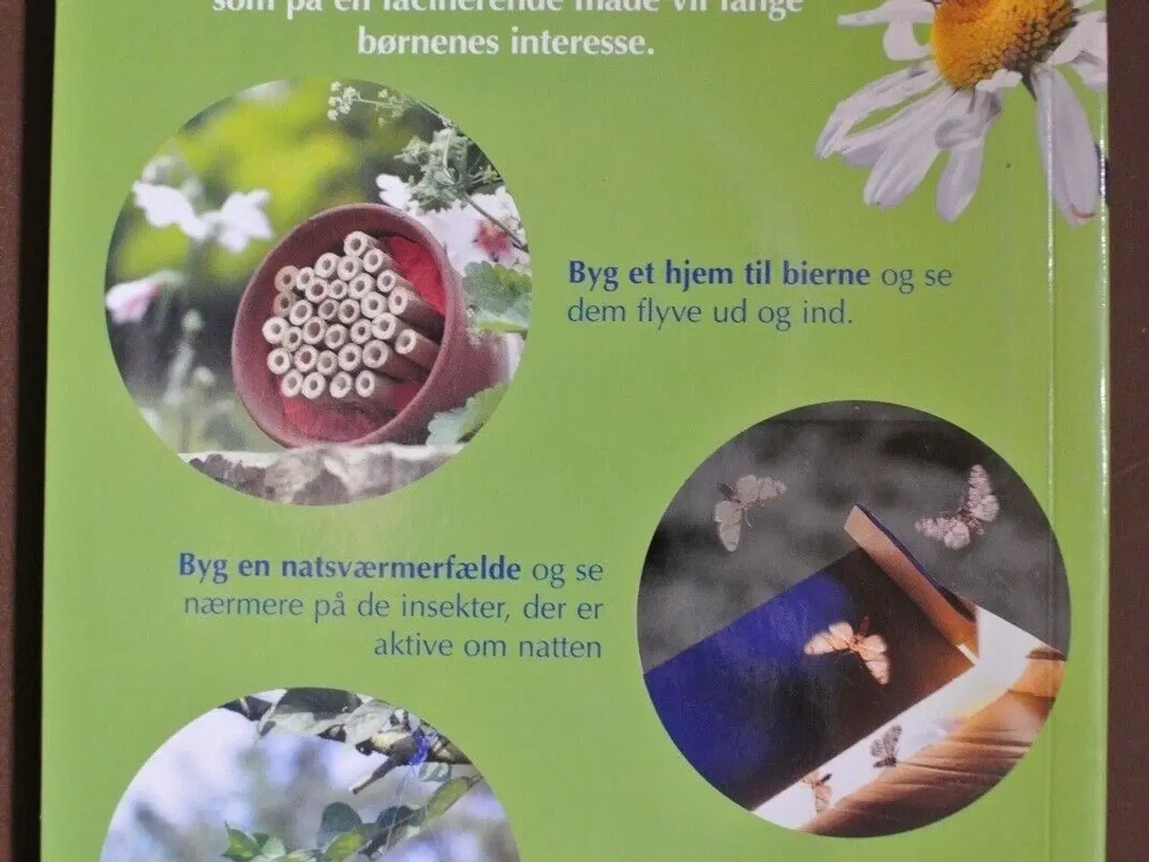 Billede 3 - kryb i naturen - naturguide, af david burnie, emne