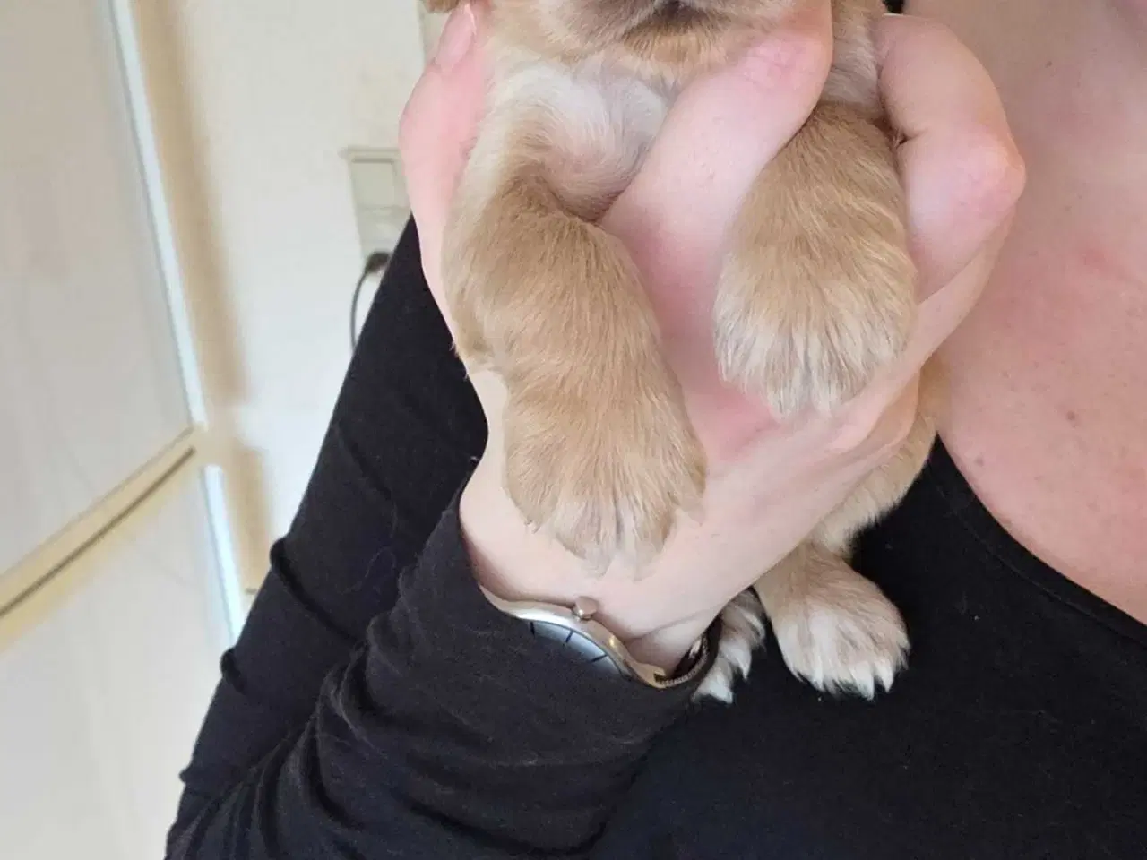 Billede 8 - Smukke Engelske Cocker Spaniel hvalpe