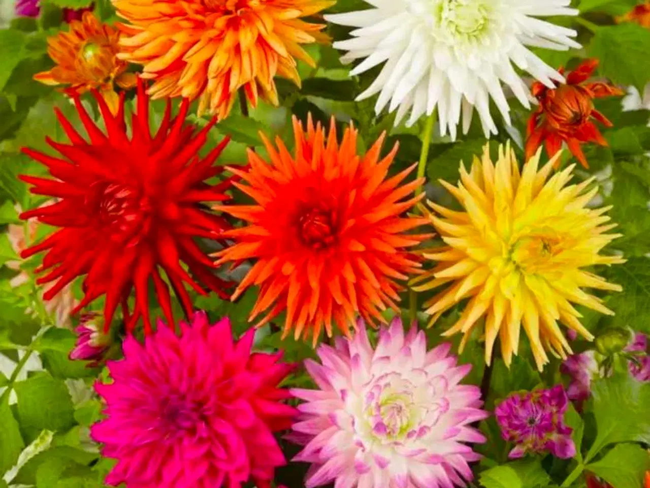 Billede 1 - Georginer 