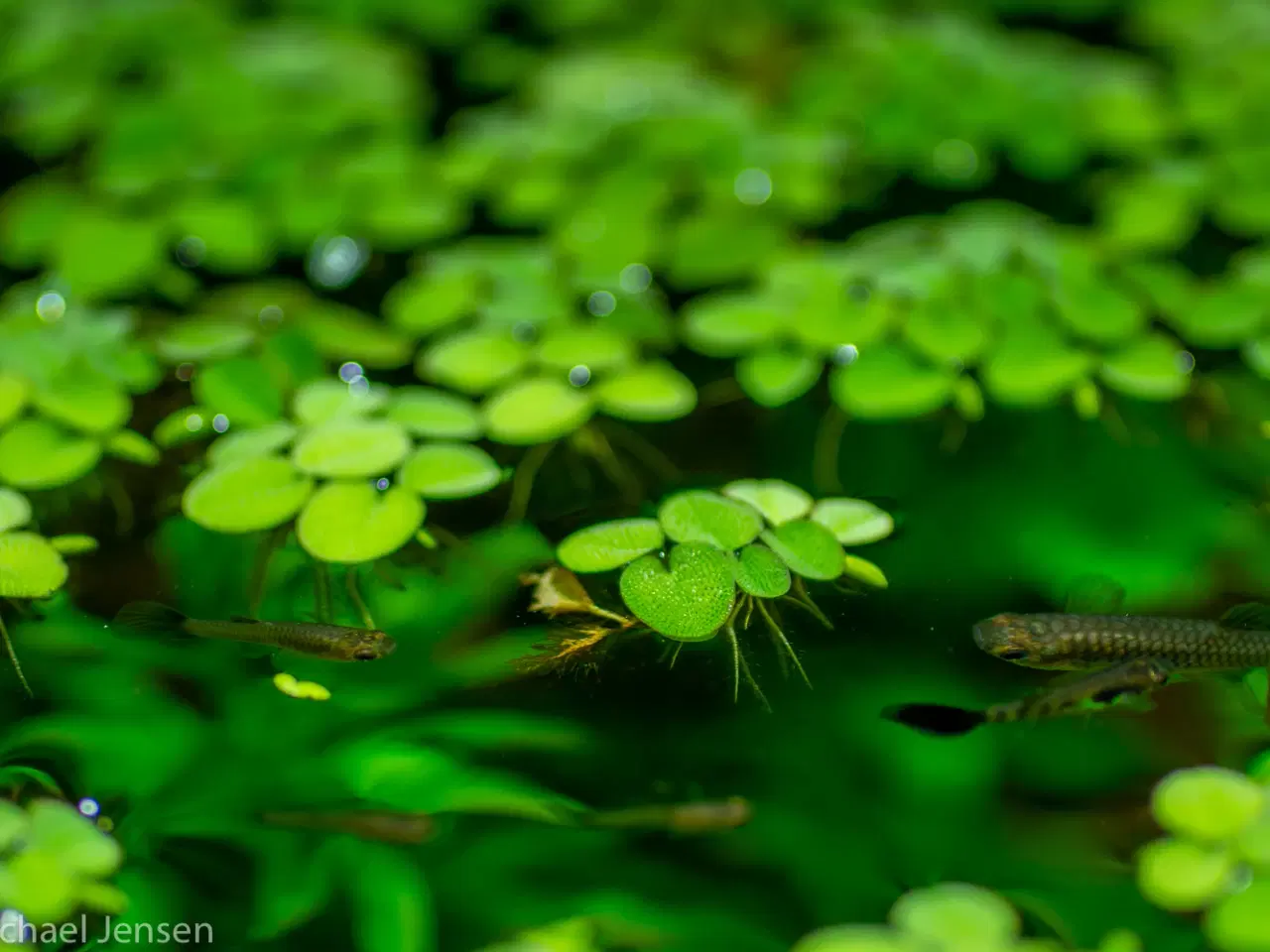 Billede 4 - Salvinia natans (akvarie-plante)