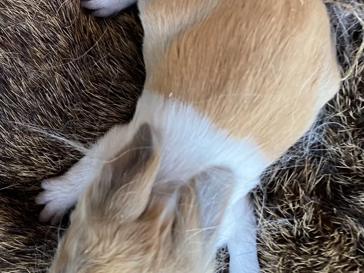 Billede 3 - HOLLÆNDER HAN MADAGASCAR