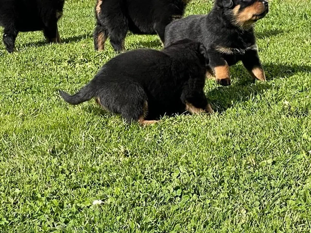 Billede 7 - Rottweiler hvalpe 