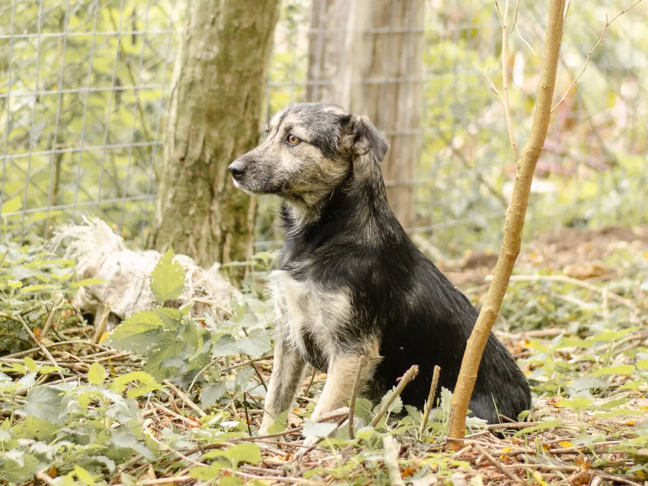 Billede 6 - Skønneste Mona søger sit helt eget hjem