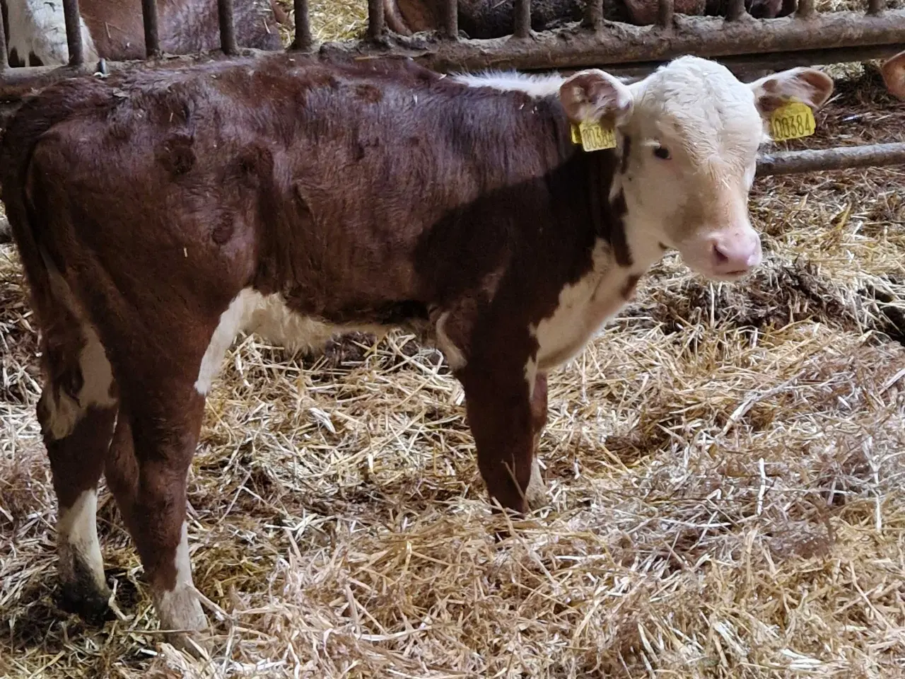 Billede 5 - Ko med kalv