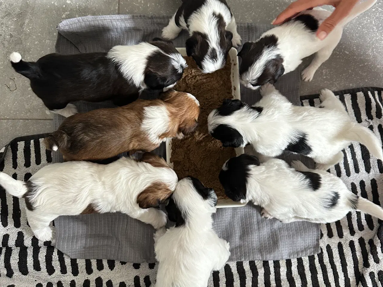 Billede 7 - Jack Russel-Bichon Havanais hvalpe