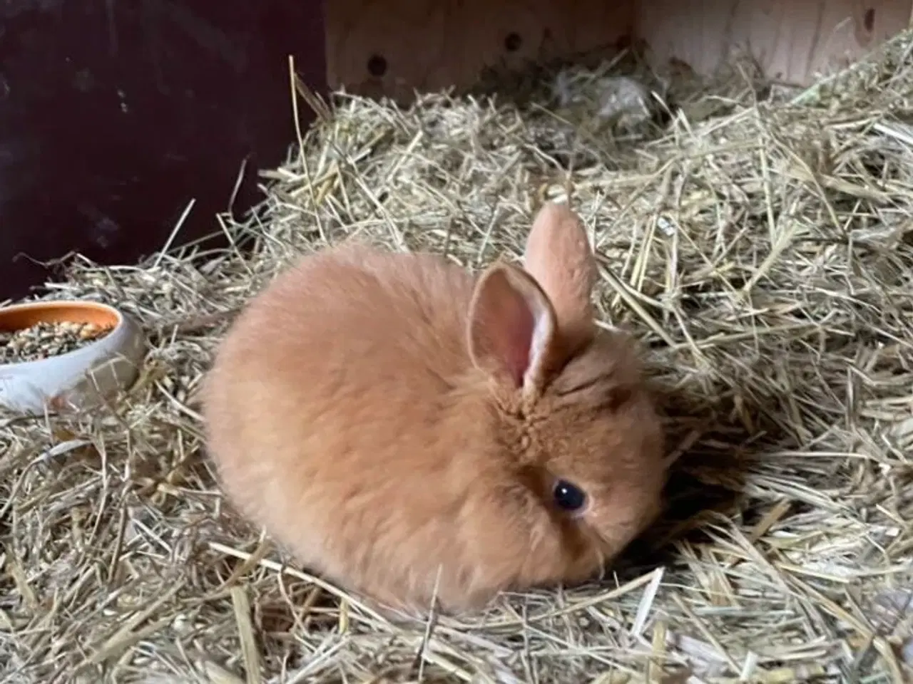 Billede 1 - Kaninunger tamme og tillidsfulde til salg