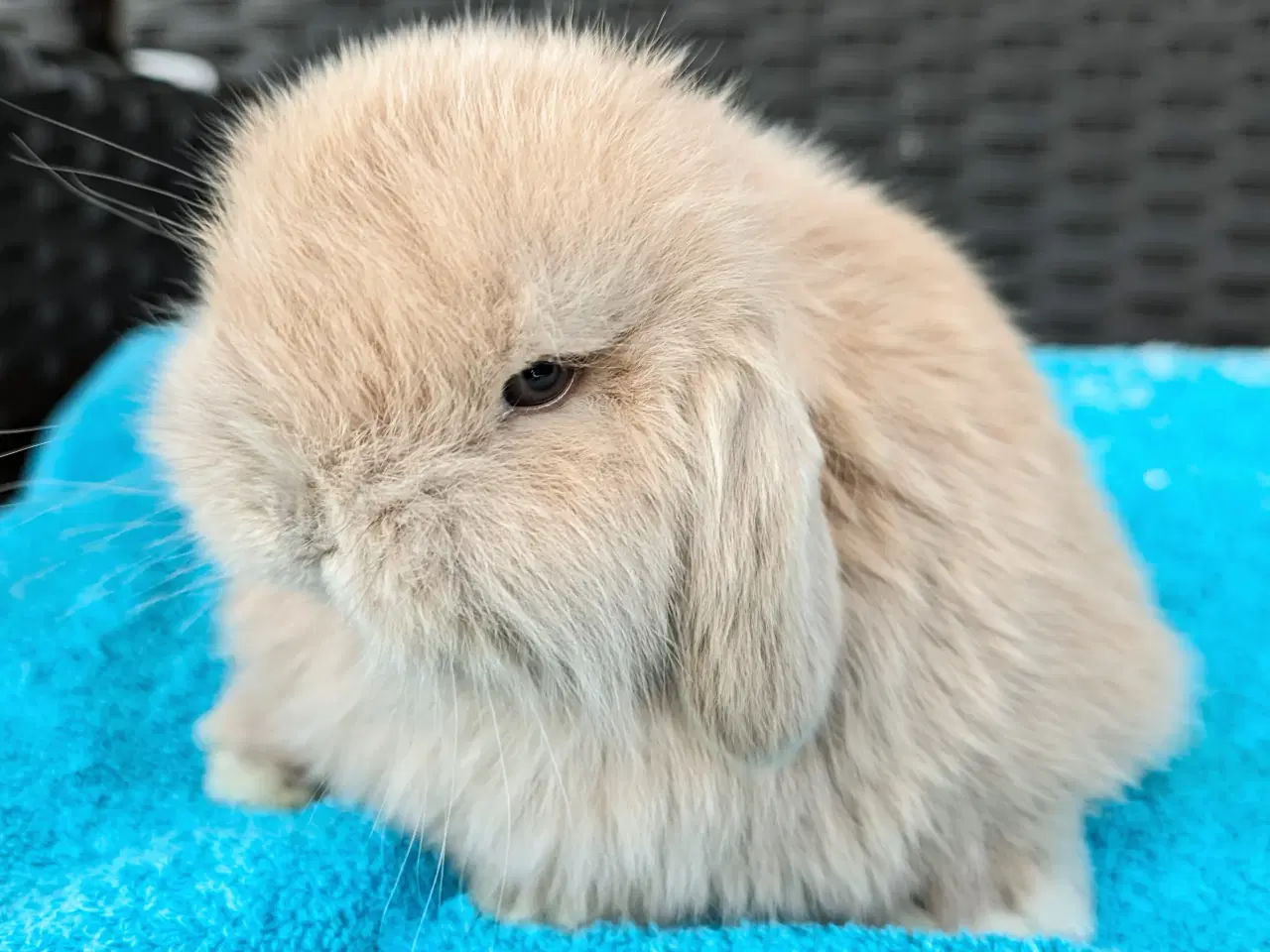 Billede 3 - Minilop kaninunge sælges 