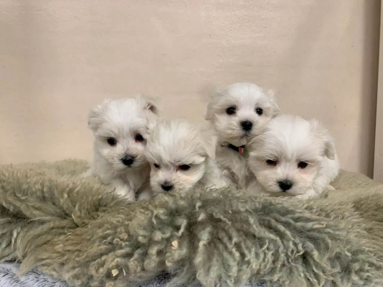 Billede 4 - Ægte mini malteser babyer