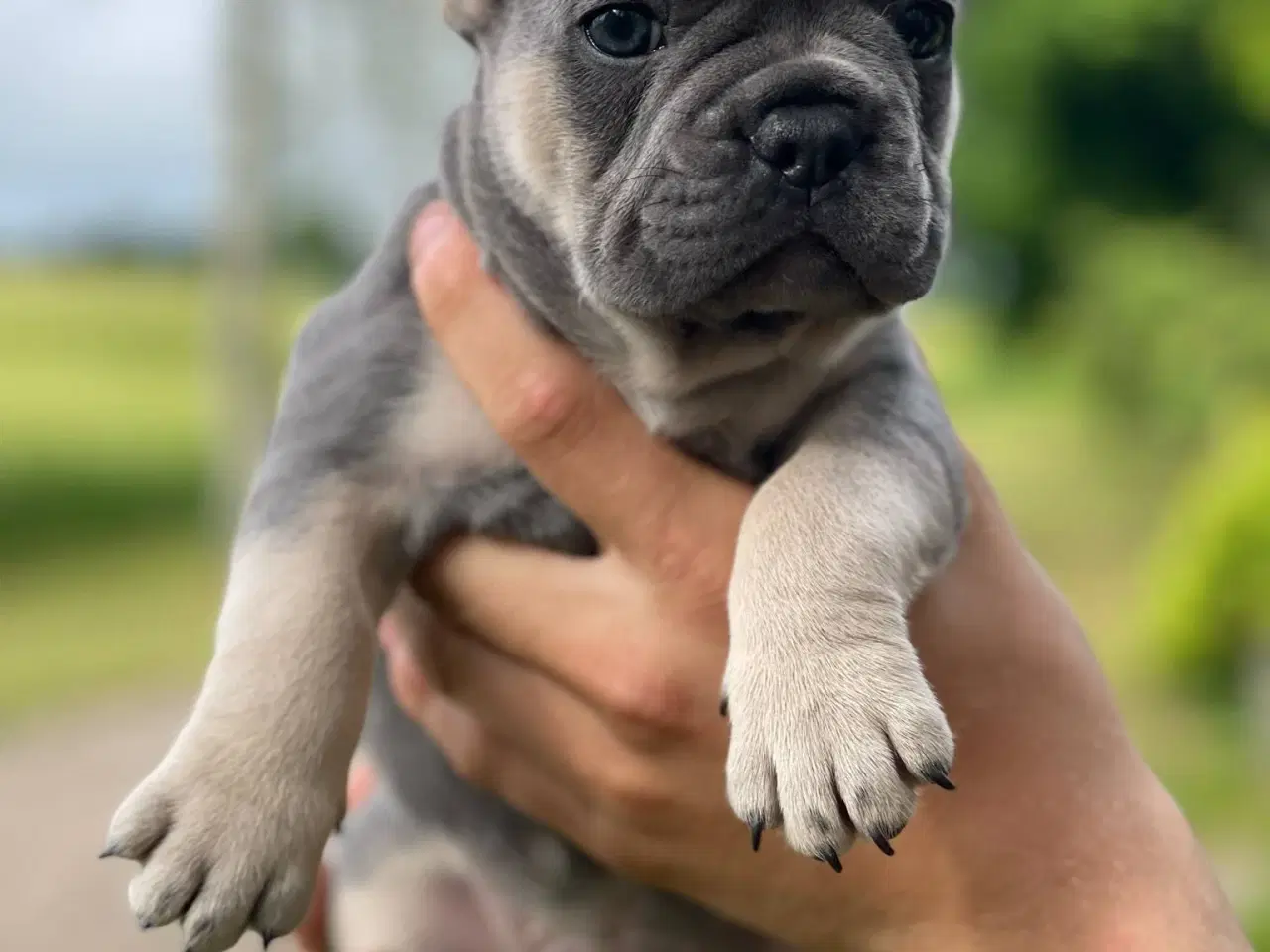 Billede 8 - Franske bulldog hvalpe