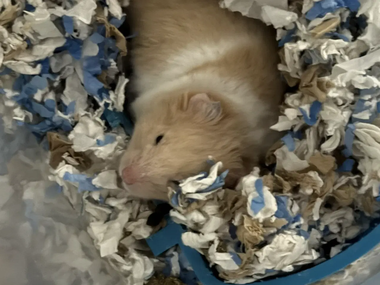 Billede 10 - 2 hamster 🐹 sælges