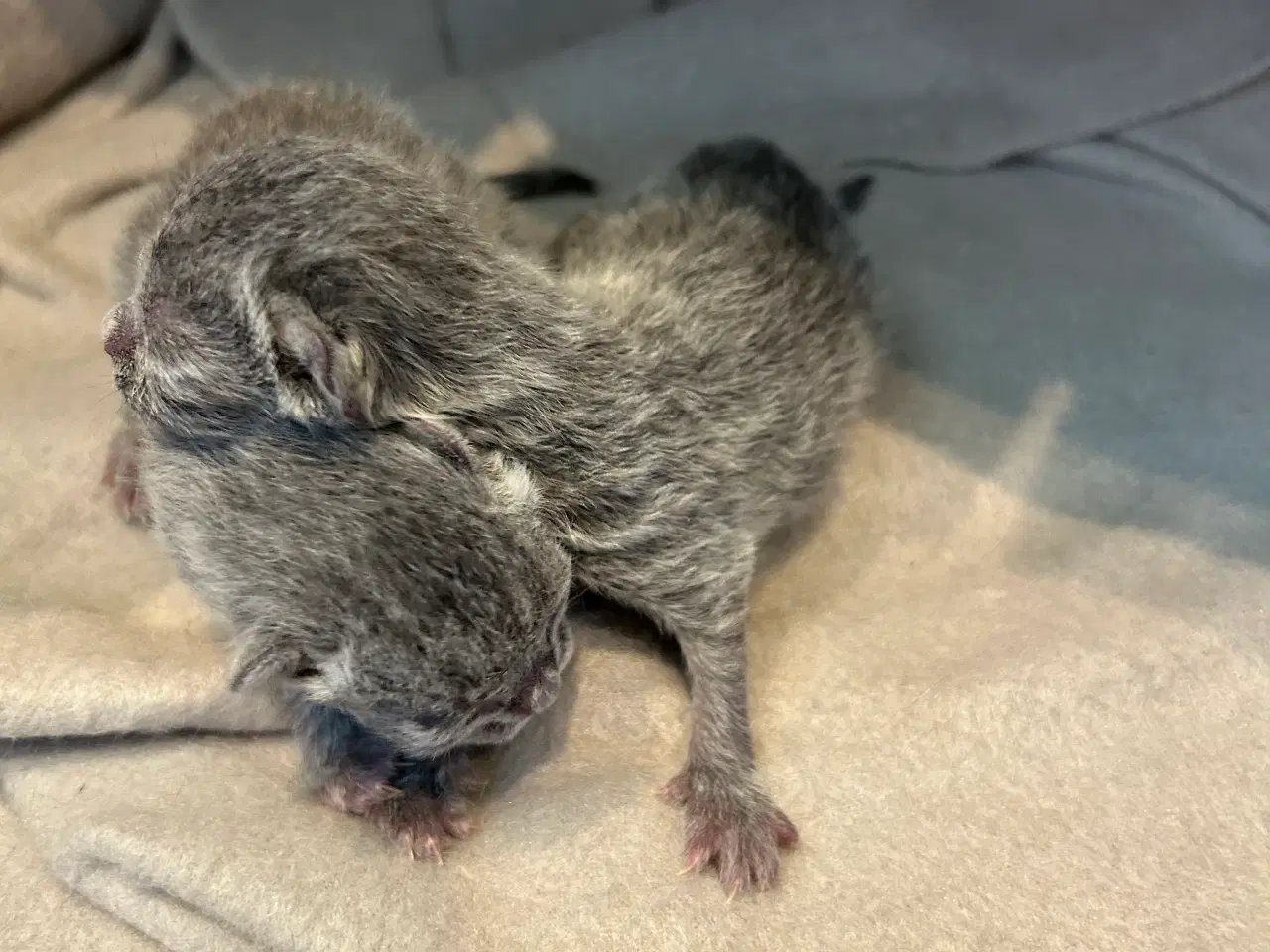 Billede 2 - British shorthair killinger sælges
