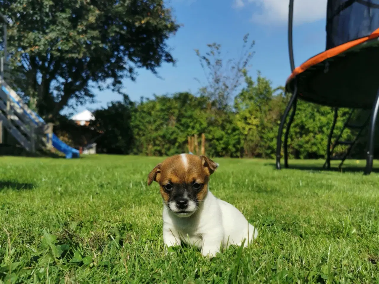 Billede 9 - Hunde hvalpe