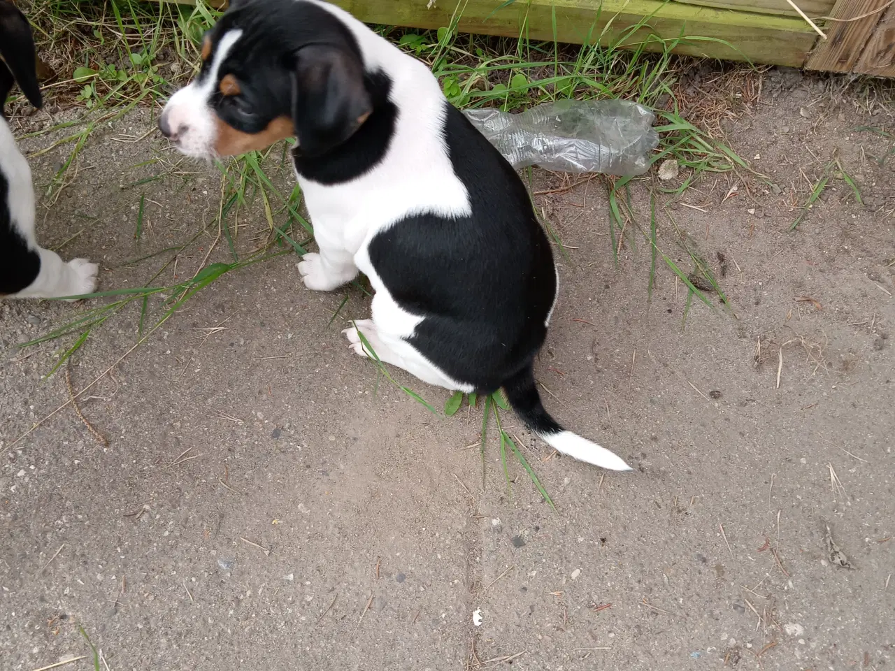 Billede 2 - Dansk svensk gårdhunde hvalpe
