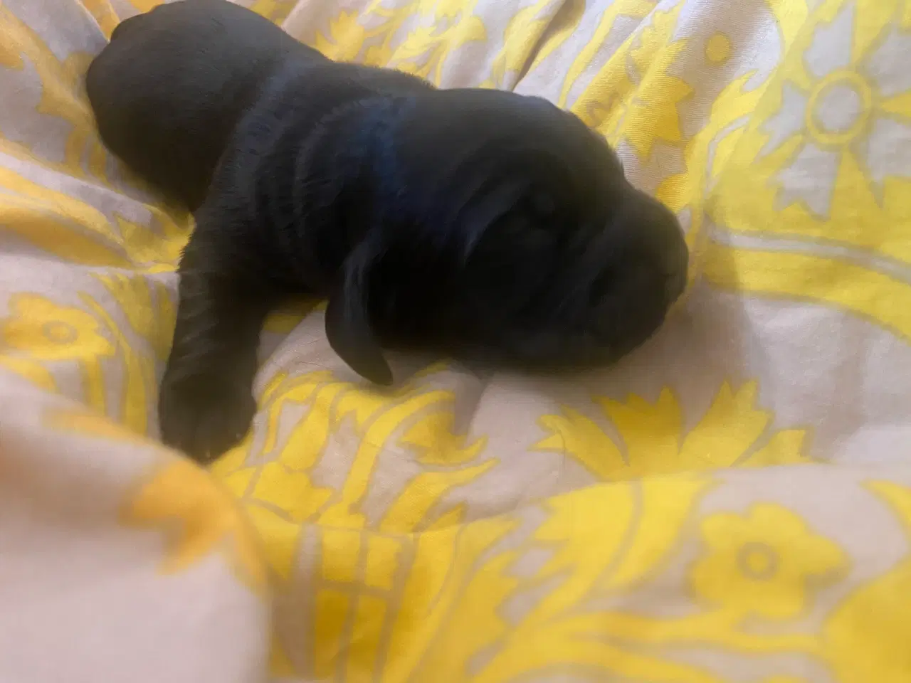 Billede 11 - Eng Cocker spaniels