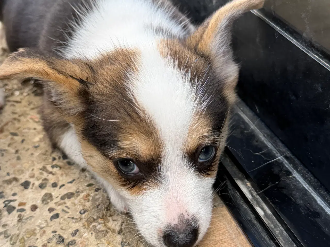 Billede 12 - Corgi Pembroke hundehvalpe