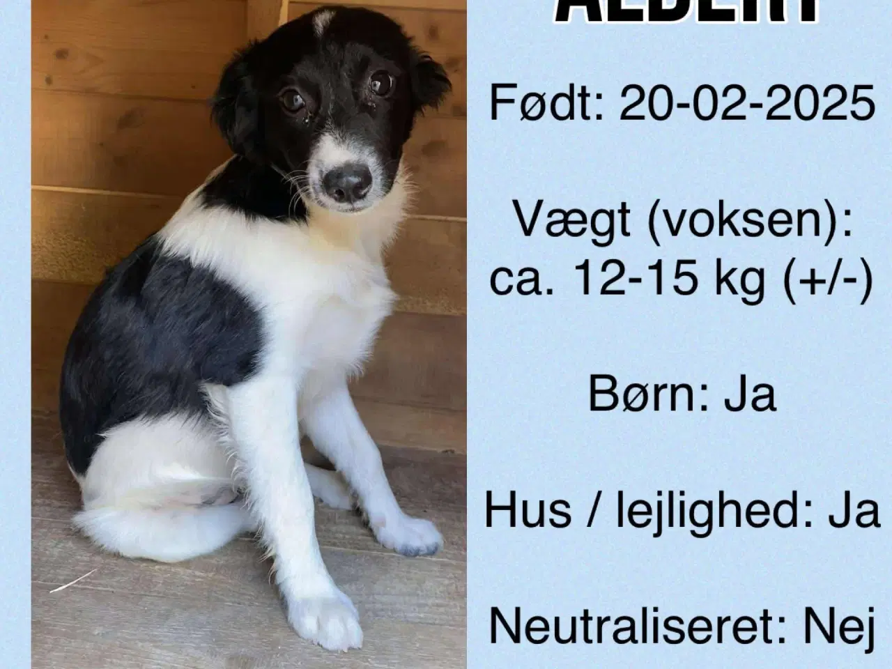 Billede 5 - Albert søger familie