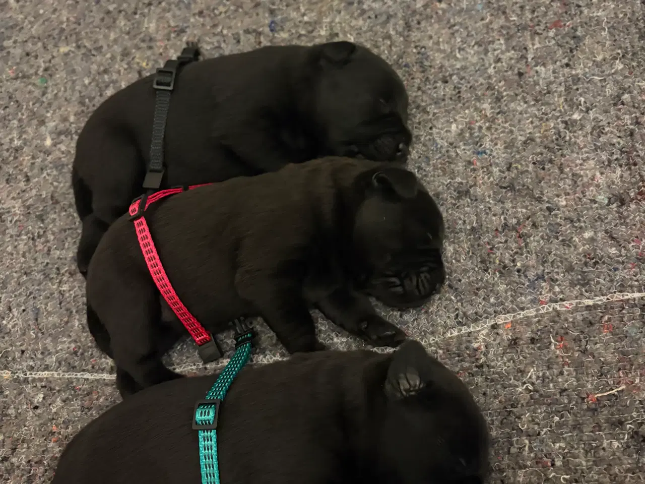 Billede 3 - Staff / Cane Corso/ labrador 