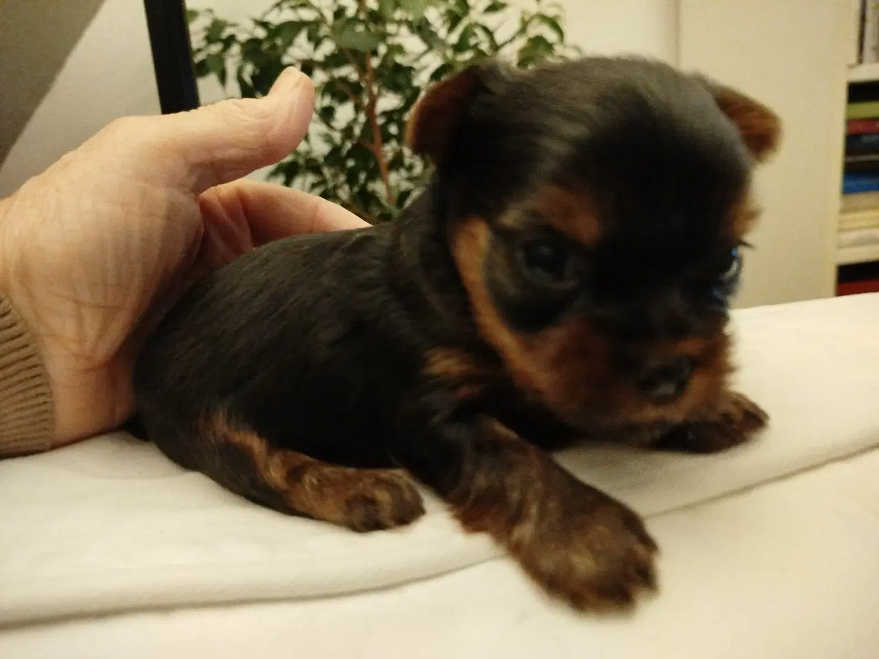 Billede 8 - Yorkshire Terrier hvalpe