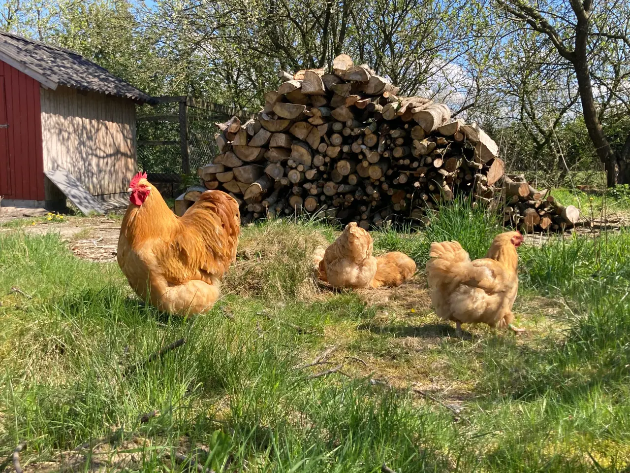 Billede 1 - Rugeæg og kyllinger fra gul orpington