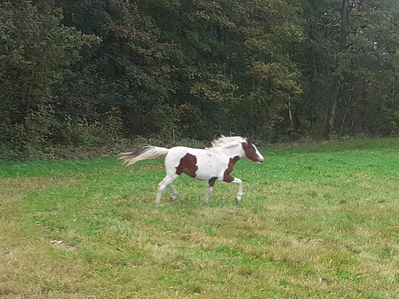 Billede 12 - Pony pinto Hingst plag 