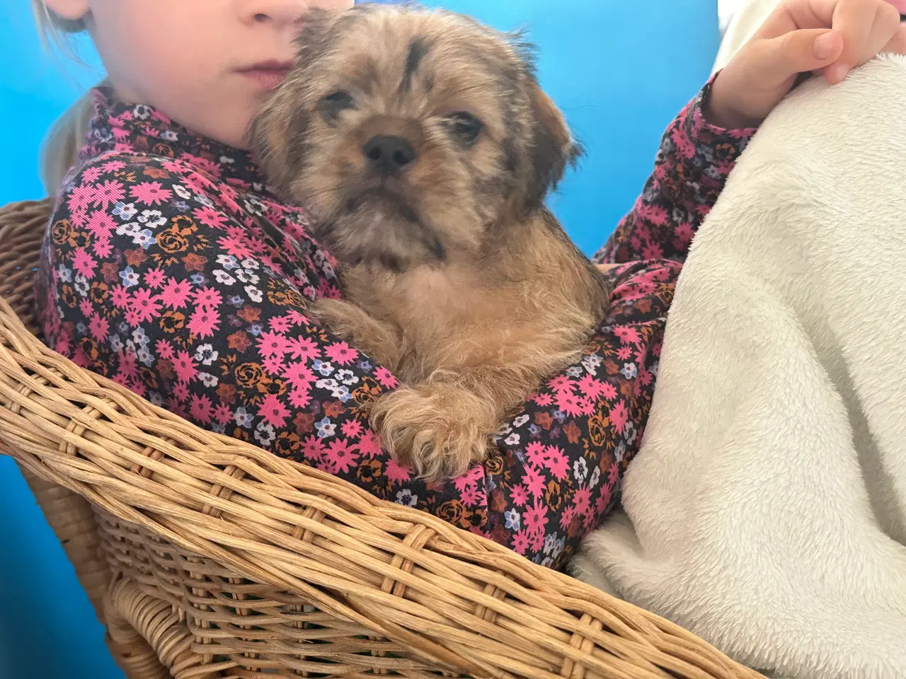 Billede 4 - Shih tzu blandinger 