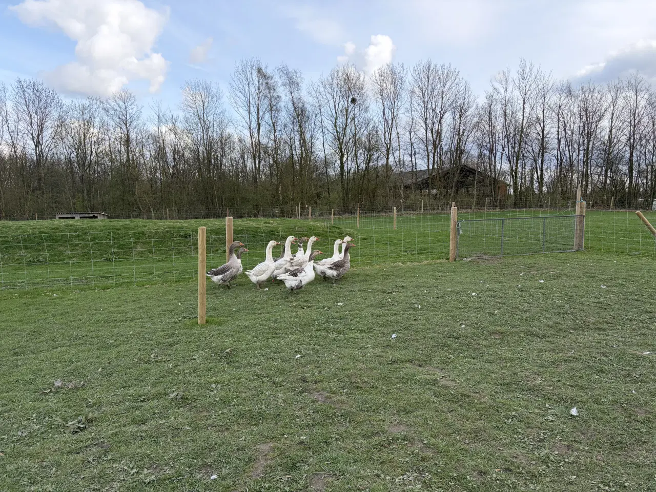 Billede 1 - Gæs 