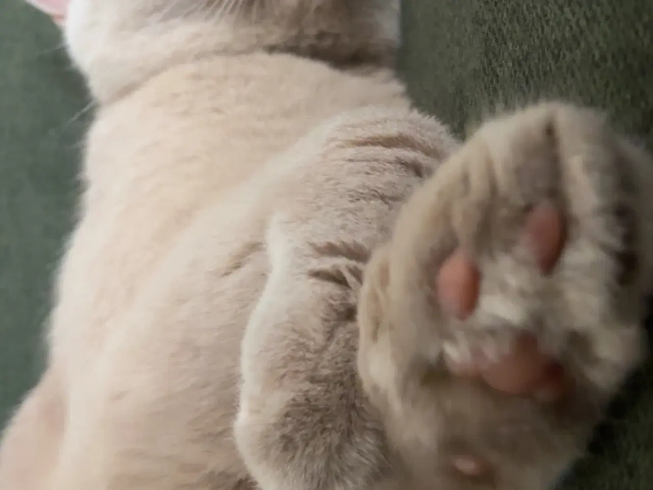 Billede 5 - British Shorthair & Indisk Bombay blandingskilling