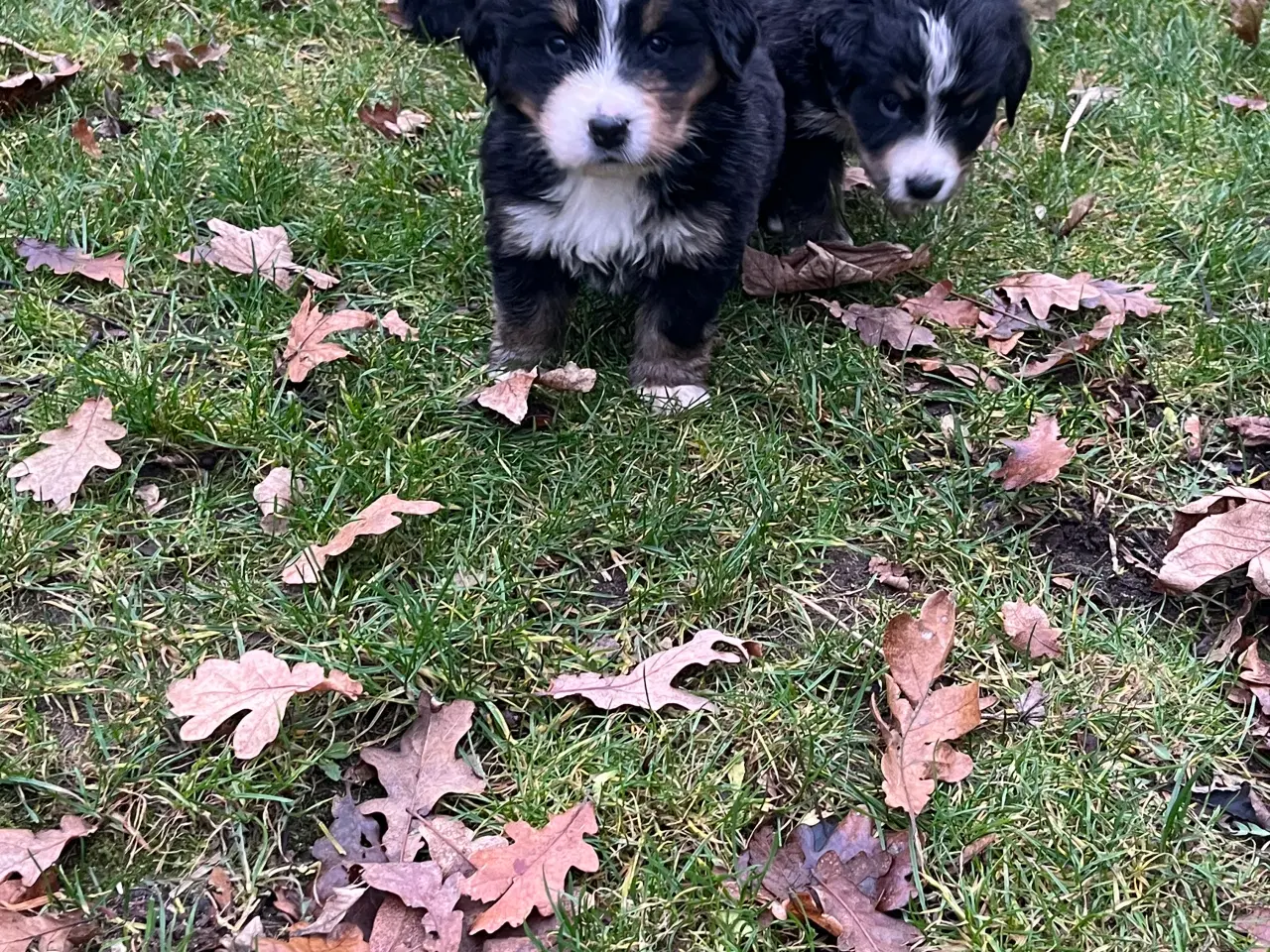 Billede 4 - Berner sennen hvalpe