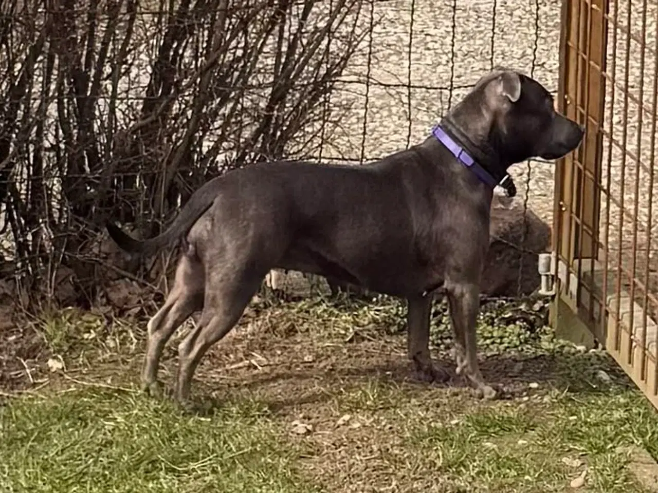 Billede 2 - DKK Staffordshire B Terrier Han søges til parring 