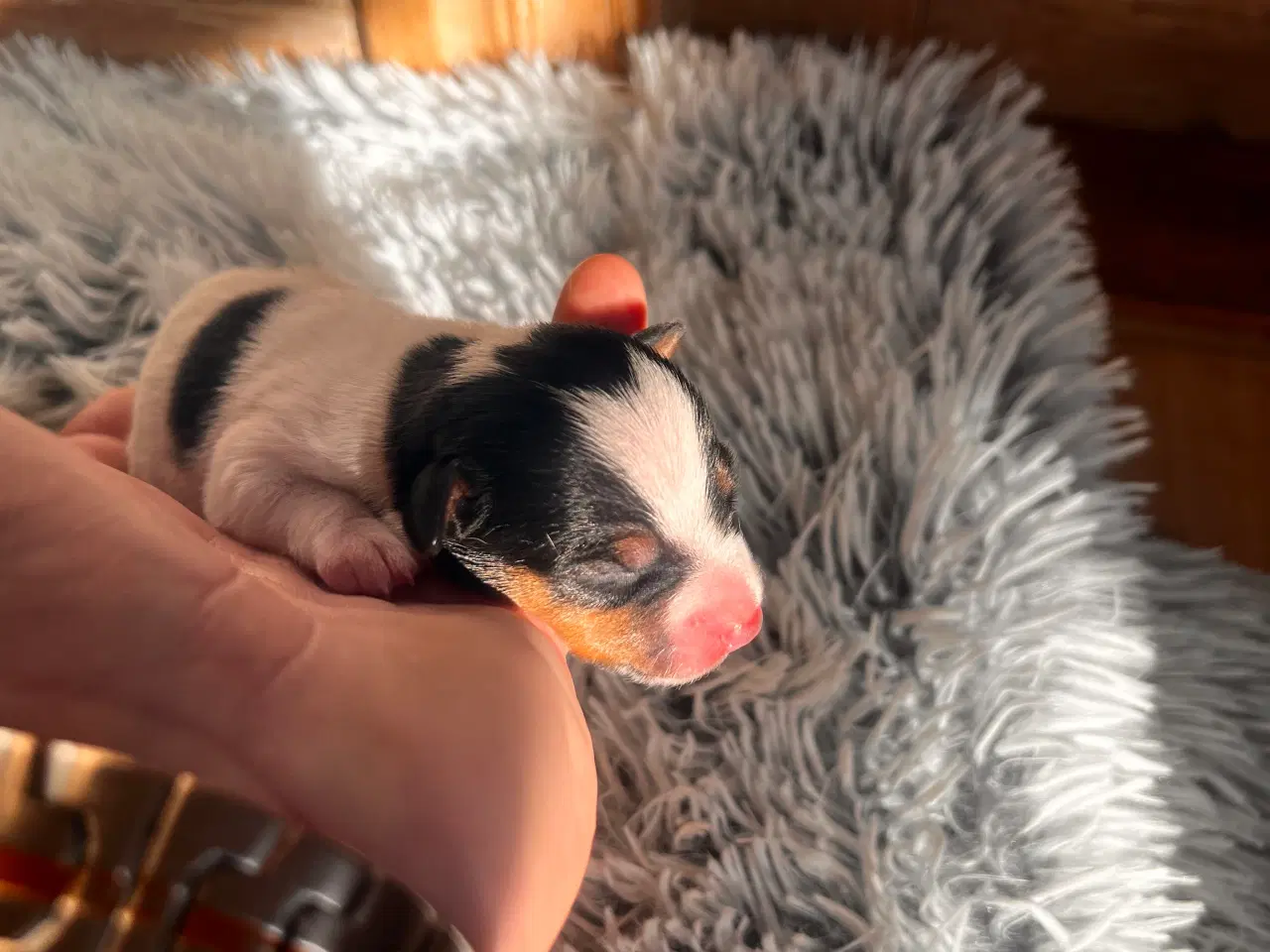 Billede 10 - Jack russel hvalpe 