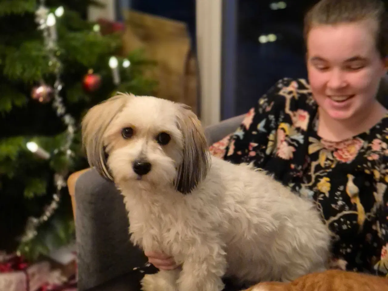 Billede 5 - Bomulds tæve hvalp