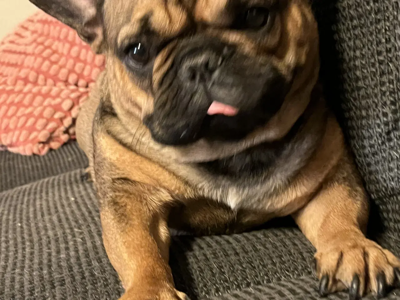 Billede 2 - Sød fransk bulldog tæve