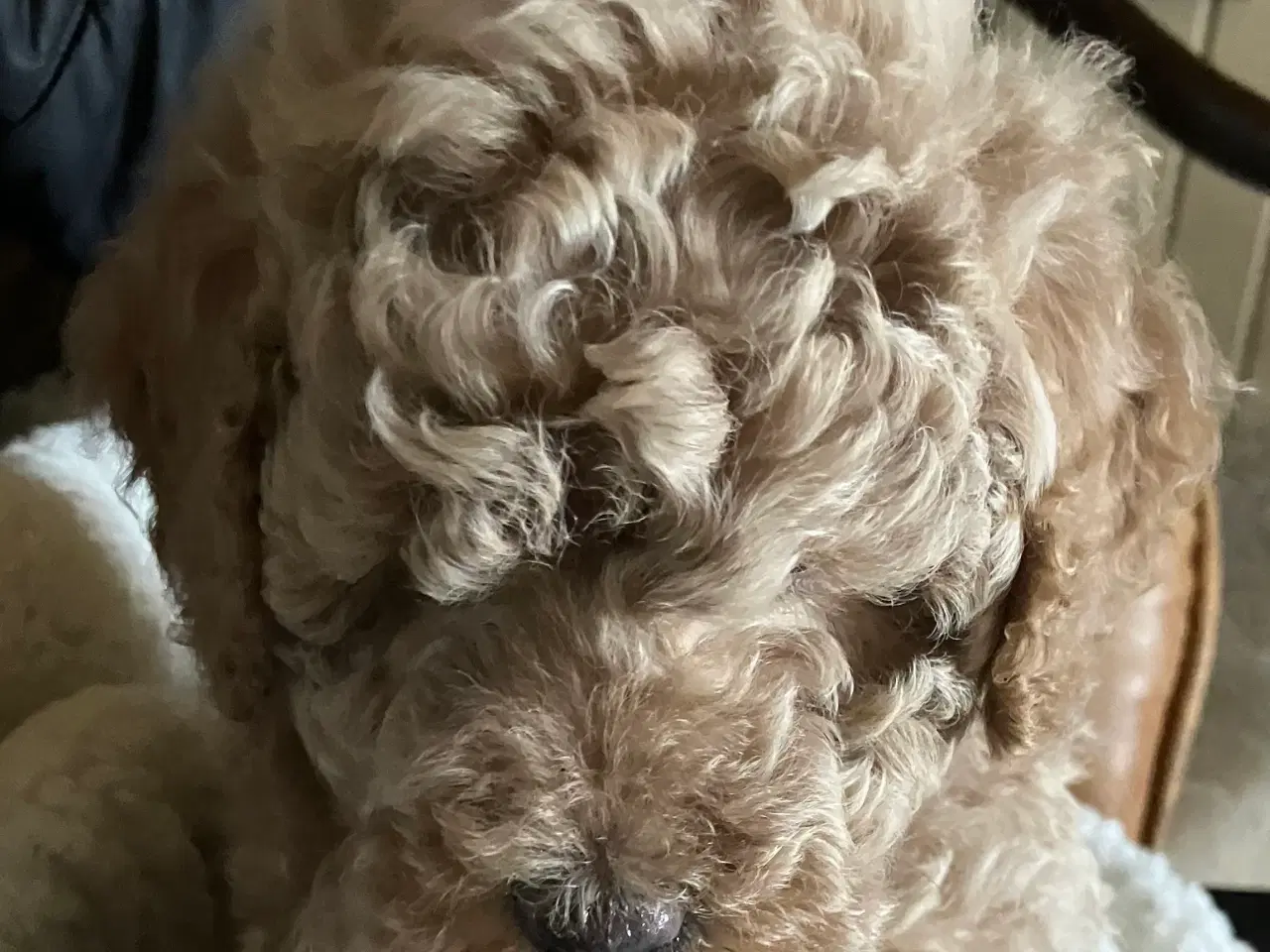Billede 5 - Mellem labradoodle hvalpe Multigen