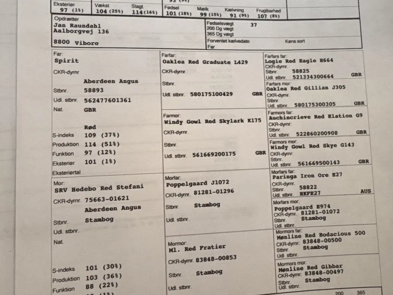 Billede 3 - Rød Angus kvier